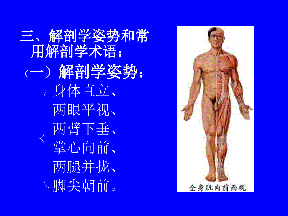 李峰教授系统解剖学课件(ppt-完整版)[1]_第4页