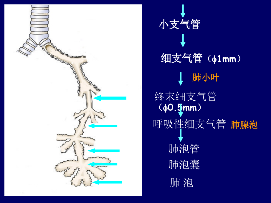 病理学呼吸系统精美课件(附大量图片)_第4页