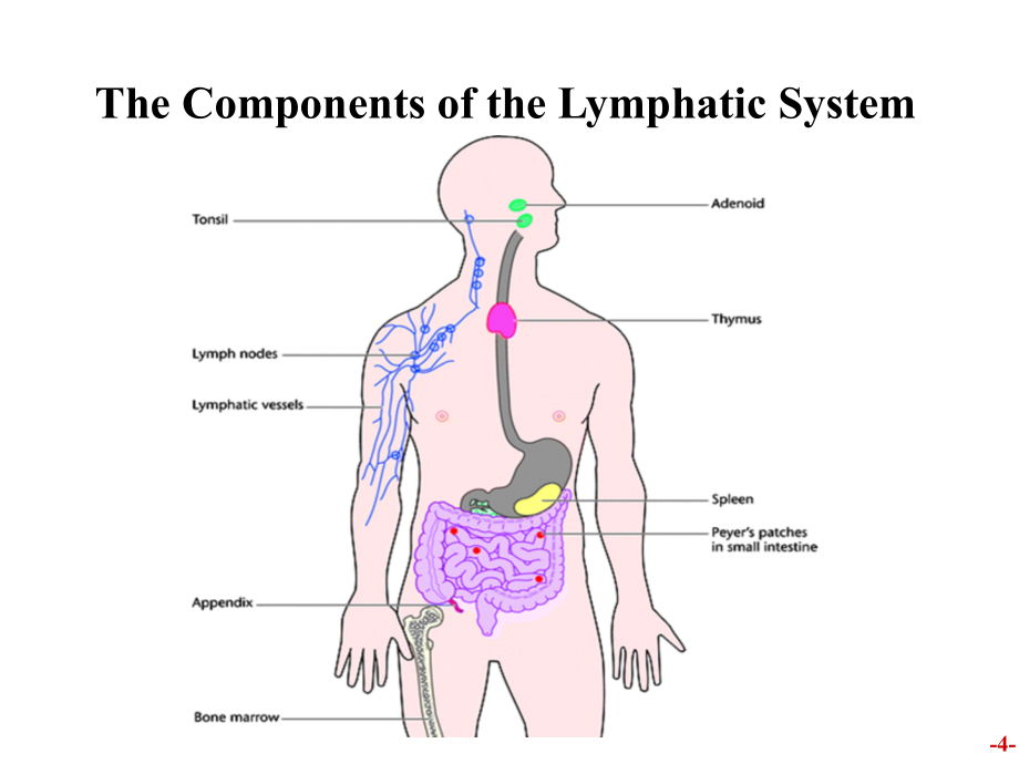 医学免疫学免疫器官和免疫细胞ppt课件-ppt文档_第4页