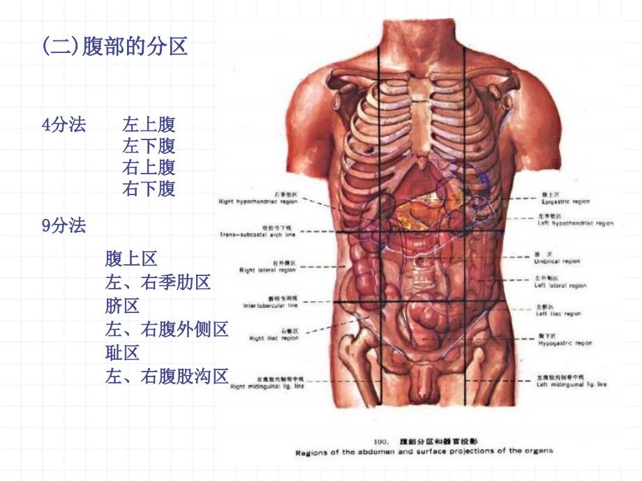 人体解剖学--02消化系统.课件_第4页