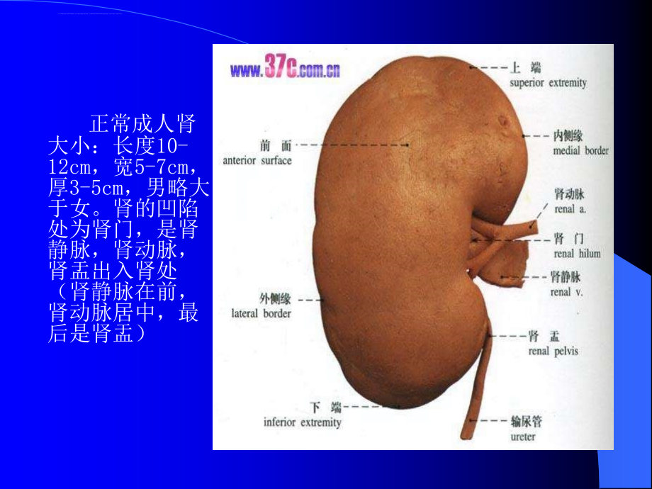 泌尿系统及前列腺超声检查课件_第3页