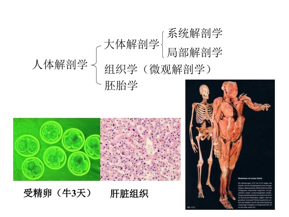 《人体解剖生理学》第一章-总论-上海海洋大学-吴文惠教授课件_第3页