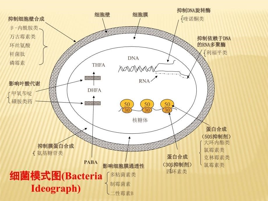 伯克霍尔德课件_第5页