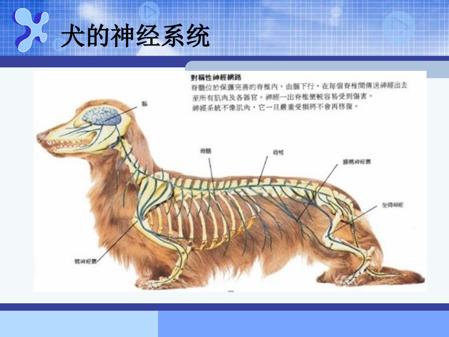 宠物神经系统临床检查概要课件_第4页