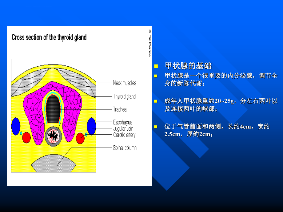 graves病诊治新思路huang课件_第2页