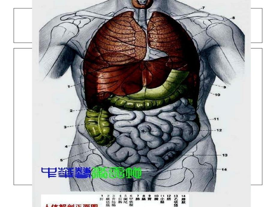 人体内脏结构图课件_第1页