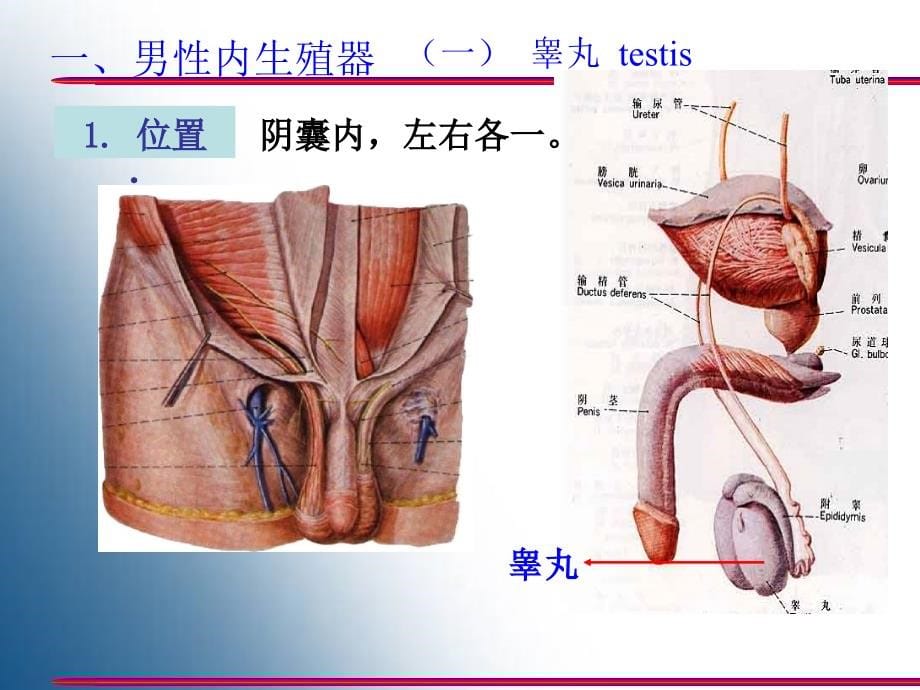 人体解剖学5-生殖系统课件_第5页
