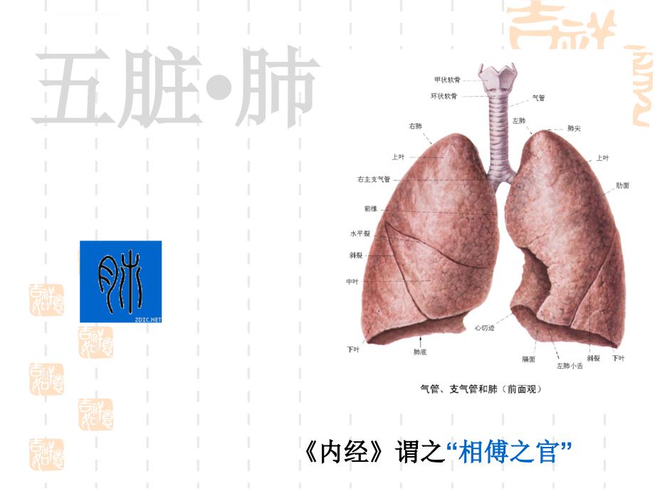 藏象学说：肺ppt详解课件_第2页