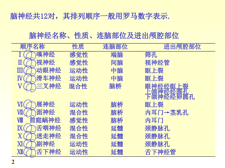 chapter脑神经精讲课件_第2页