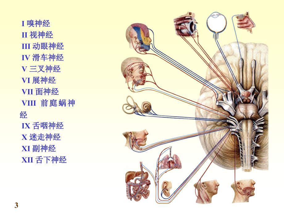 chapter脑神经精讲课件_第3页