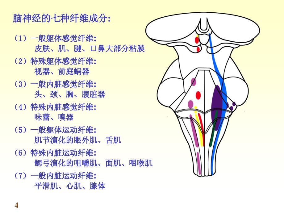 chapter脑神经精讲课件_第4页