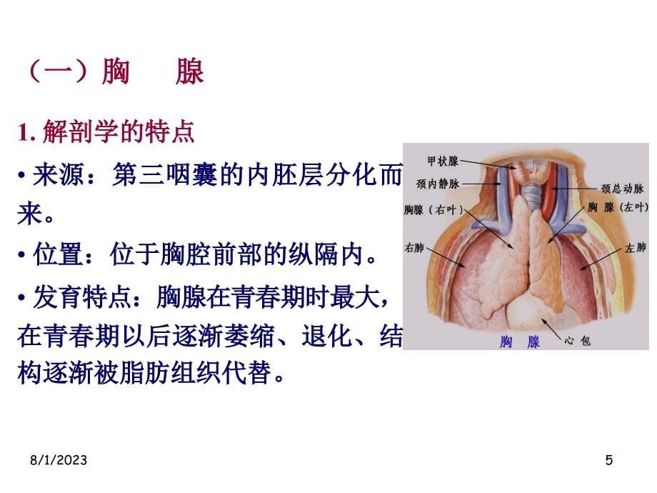 2019年免疫系统课件_第5页