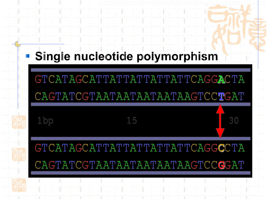 分子生物学第五章-分子生物学的常规技术(四)snp及其应用课件_第4页