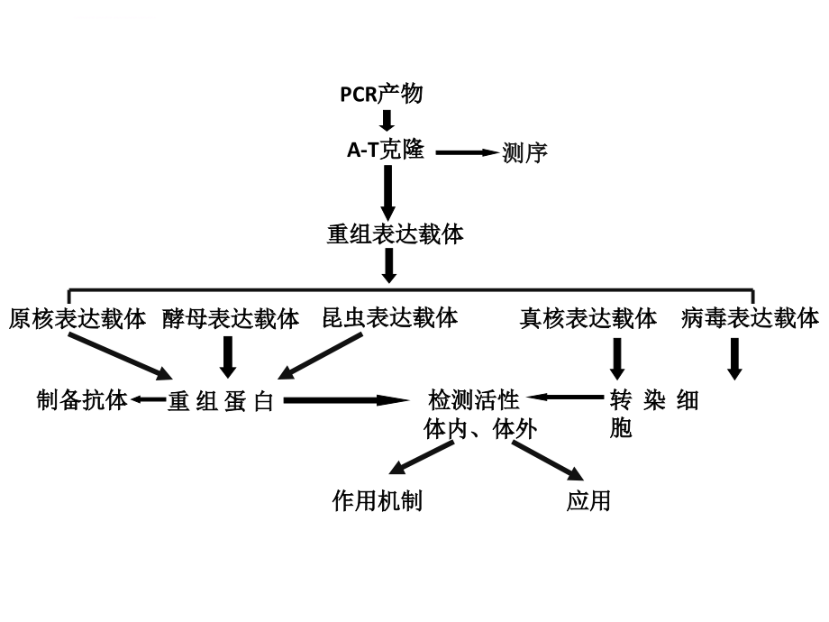 分子生物学常用技术上课件_第2页