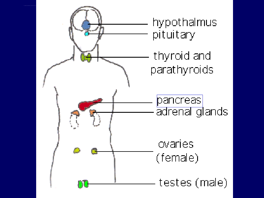 内分泌功能检验讲解课件_第4页