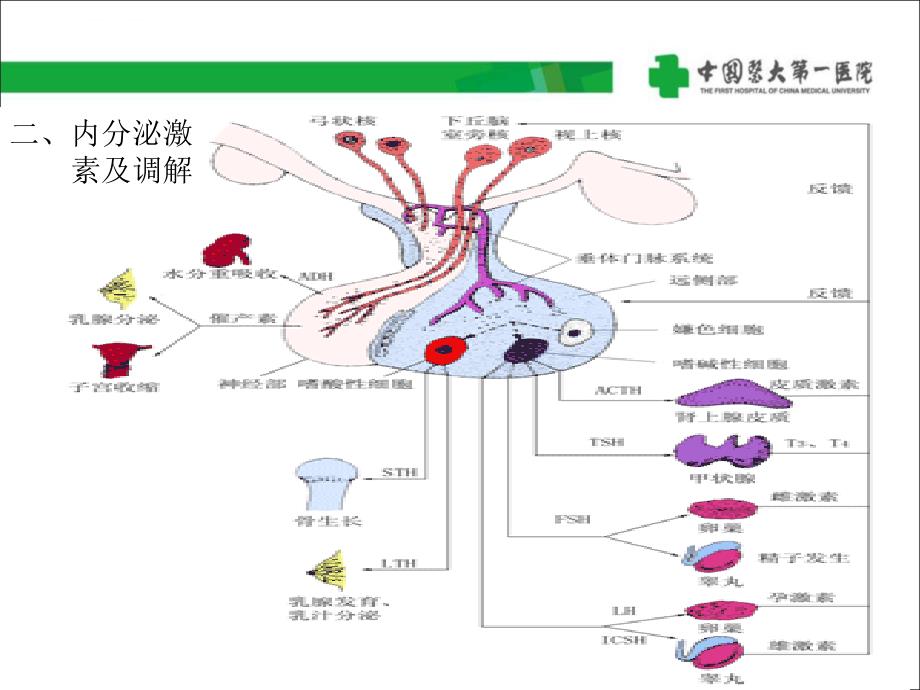 内分泌疾病的试验诊断课件_第4页