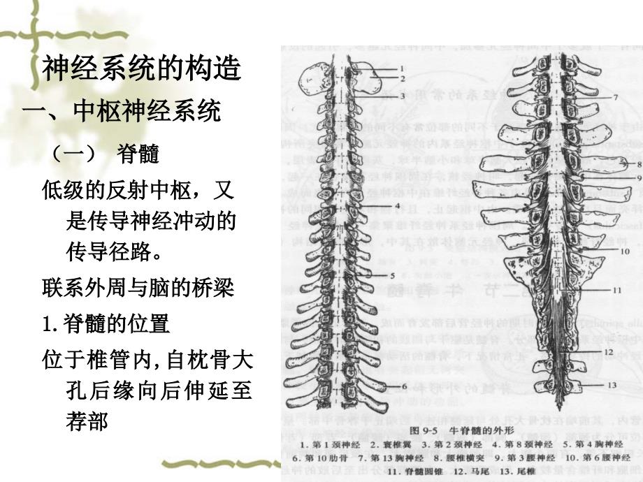 内含脑脊髓液课件_第4页