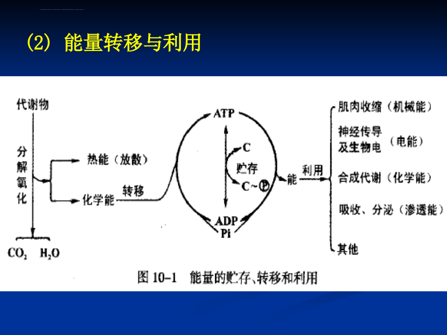 人体解剖生理学第八章-能量代谢与体温课件_第3页