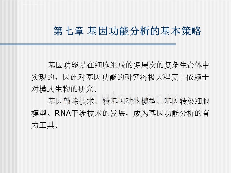 基因功能分析的基本策略课件_第1页