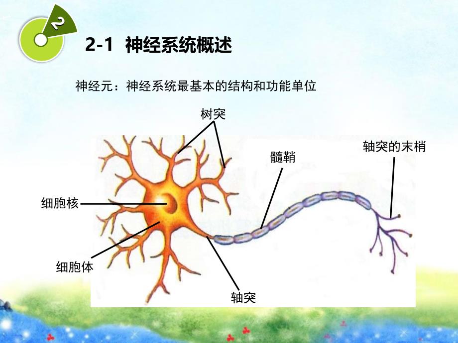 学前儿童神经系统的发育与保育案例_第3页