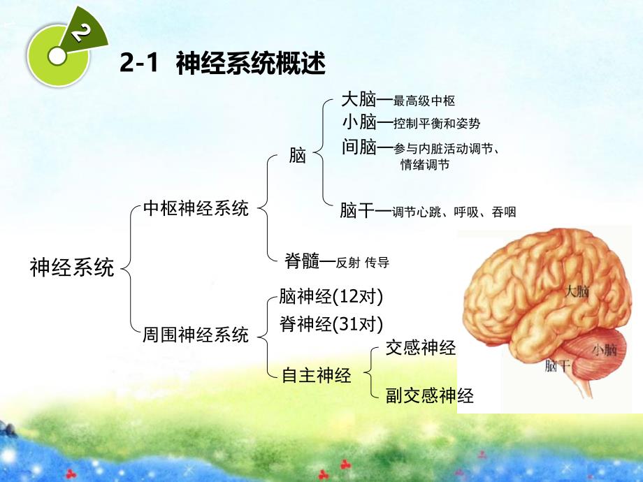 学前儿童神经系统的发育与保育案例_第4页