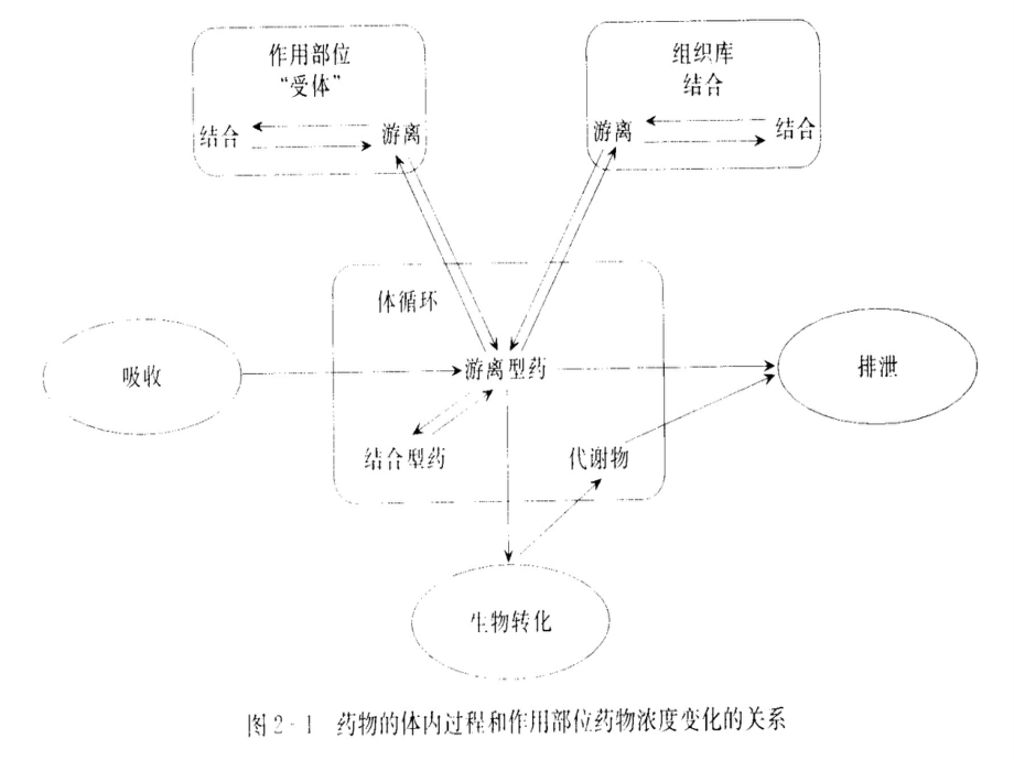 二章药物代谢动力学ppt课件_第2页