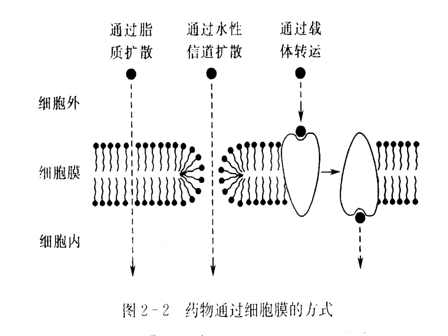 二章药物代谢动力学ppt课件_第4页