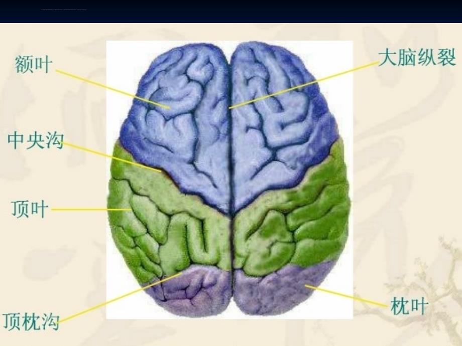 大脑半球病损表现及定位-ppt幻灯片_第4页