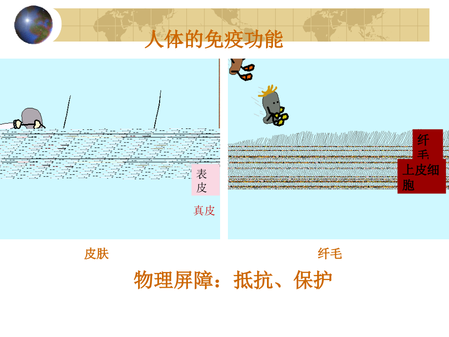 人体的免疫防线课件（12张ppt）_第2页