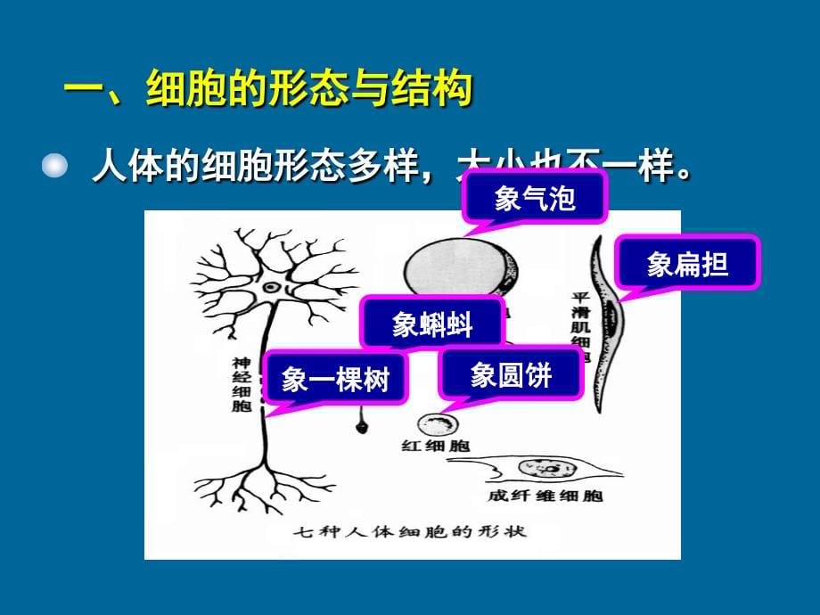 人体基本构成(精品课件)_第5页