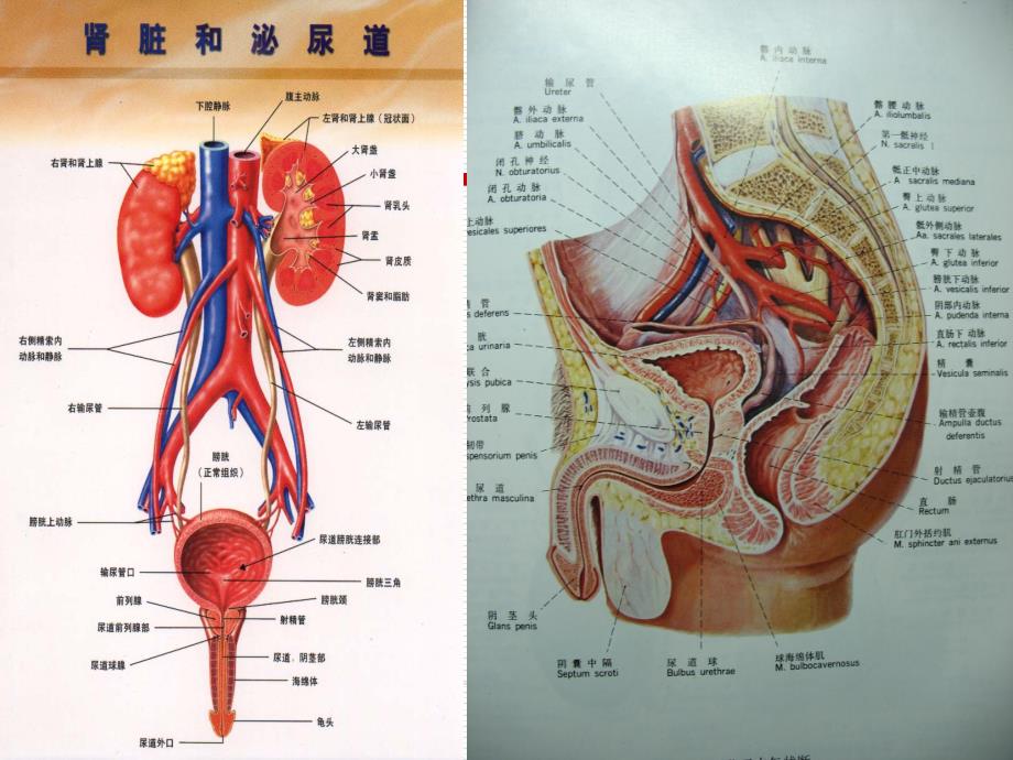 尿路感染指南解读详解_第3页