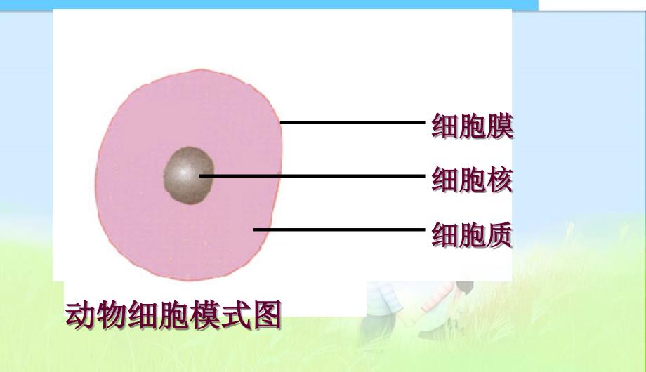 细胞的生活幻灯片人教新课标版精品课件精品中学ppt课件_第2页