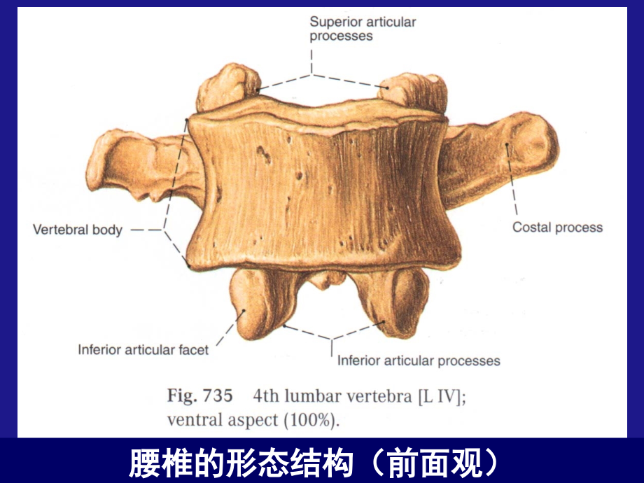 腰椎病幻灯片_第3页