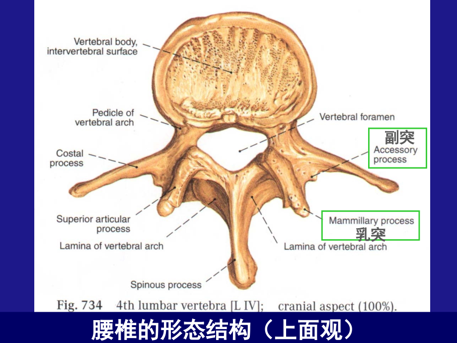 腰椎病幻灯片_第4页