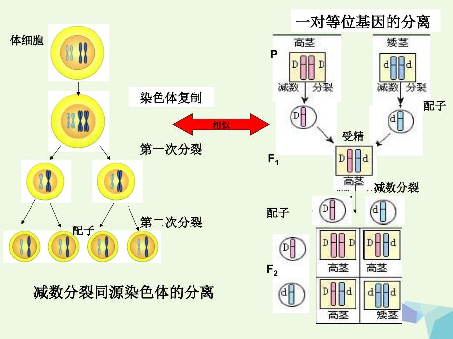 高中生物 2_2 基因在染色体上（第一课时）课件 新人教版必修21_第3页