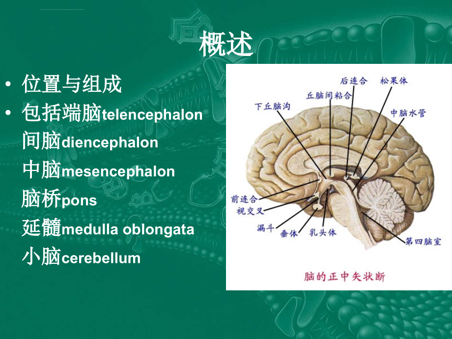 神经外科教学.课件_第3页