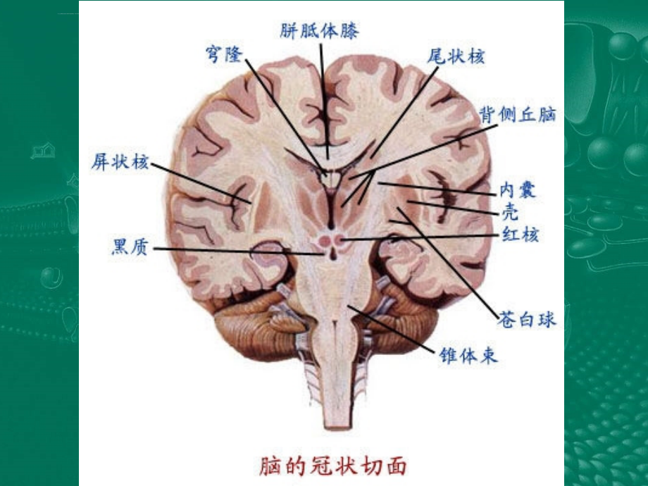 神经外科教学.课件_第4页