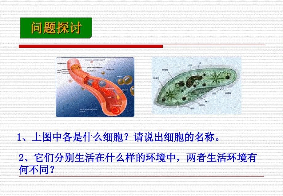 《细胞生活的环境》幻灯片ppt_第5页