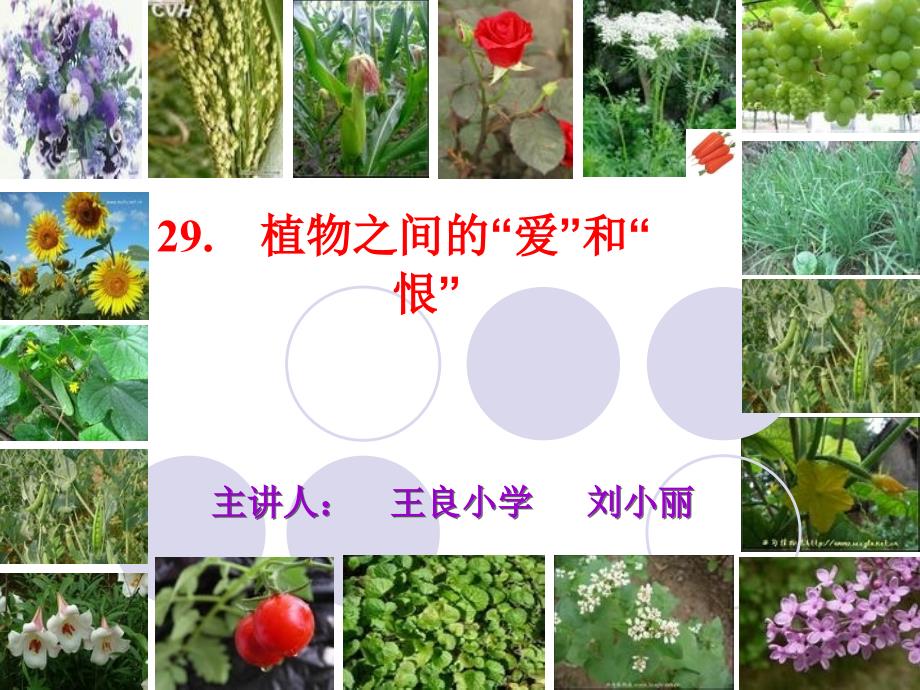 《29 植物之间的“爱”和“恨”》课件小学语文西南师大版三年级下册(4)_第1页