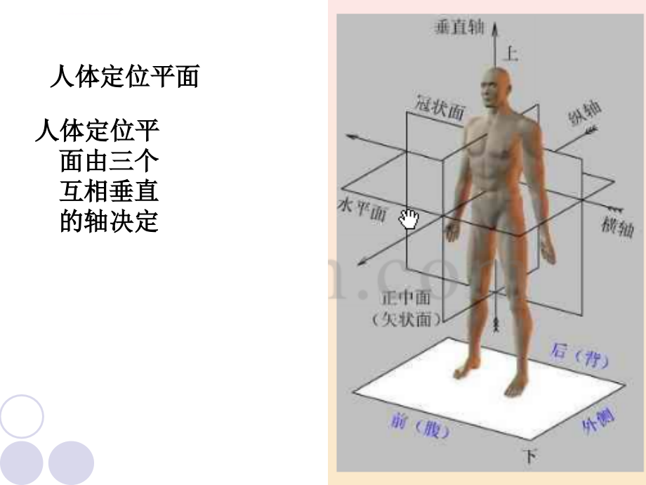 体育测量与评价ppt幻灯片-第四章-身体形态的测量与评价_第4页