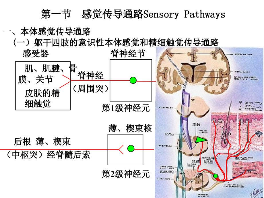 神经系统第十节主要传导通路课件_第1页