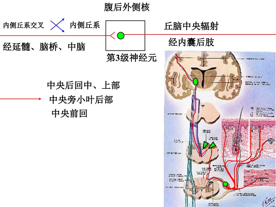 神经系统第十节主要传导通路课件_第2页