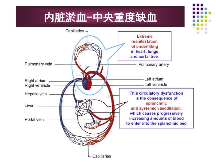 特利加压素对出血、腹水及肝肾综合征的治疗课件_第5页