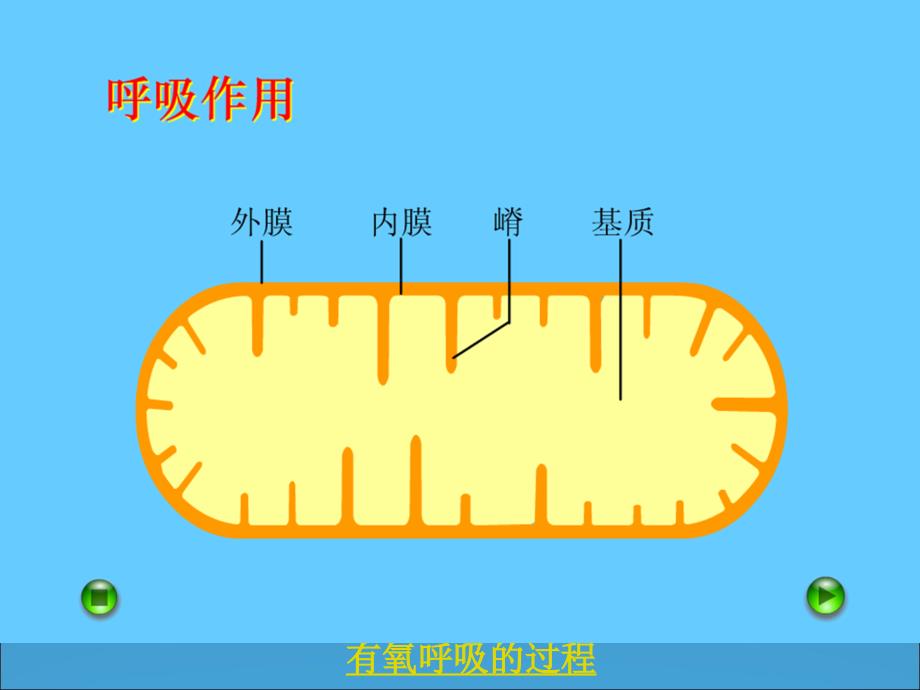 考点细胞呼吸幻灯片_第4页