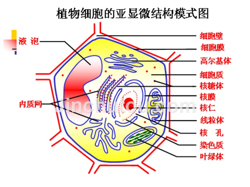 细胞膜的结构-高中一年级生物幻灯片_第4页