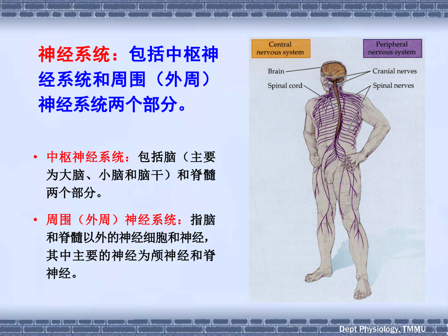 《神经五年制》ppt幻灯片_第3页