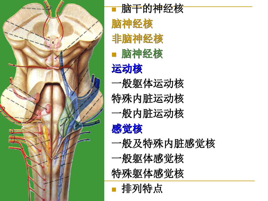 解剖幻灯片之脑干内部结构_第2页