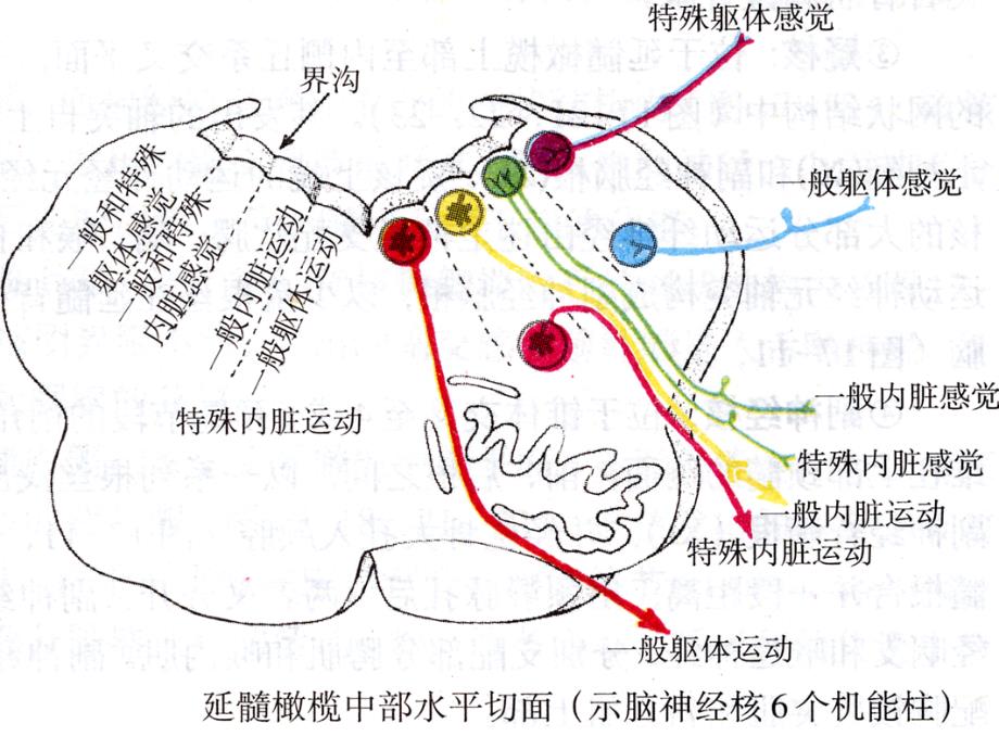 解剖幻灯片之脑干内部结构_第4页