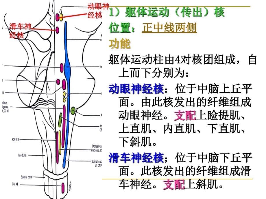 解剖幻灯片之脑干内部结构_第5页