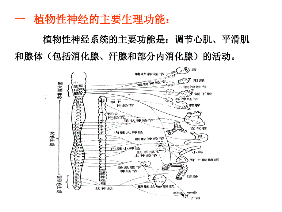 自主神经系统药理概论资料课件_第2页